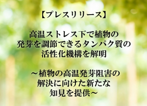 【プレスリリース】高温ストレス下で植物の発芽を調節できるタンパク質の活性化機構を解明 ～植物の高温発芽阻害の解決に向けた新たな知見を提供～